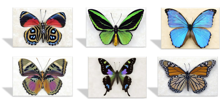 Clip Double Winged Glow Butterflies