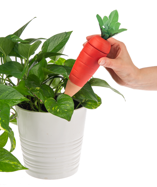 Carrot Water Spike