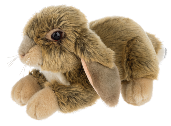 Heritage Dutch Bunny